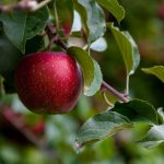 sierpień w ogrodzie jabłka